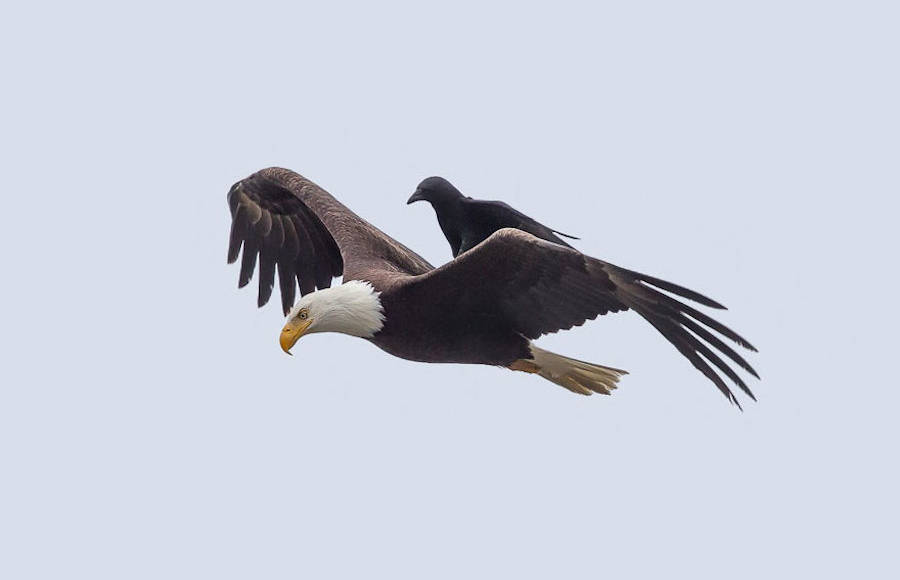 A Crow Riding Atop a Bald Eagle