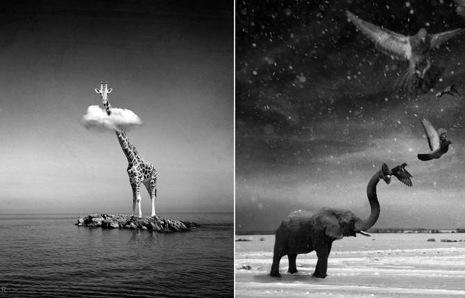 Black and White Photo Manipulations of Animals