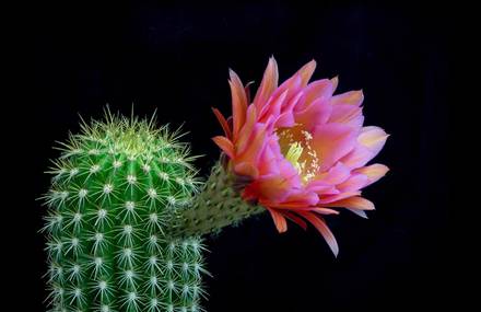 Blooming Cacti Timelapse