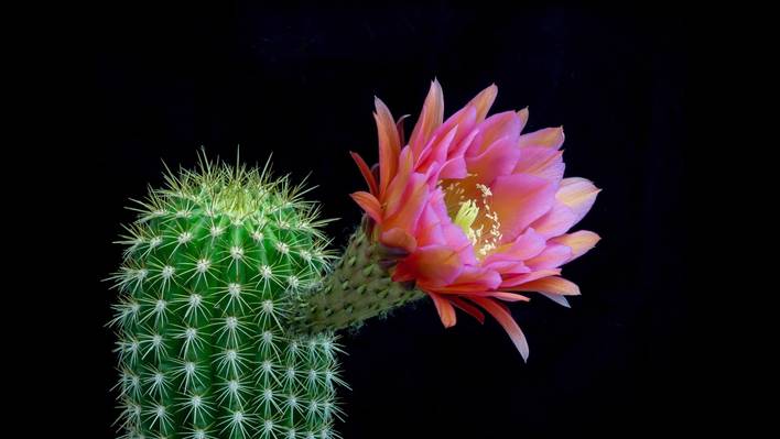 Blooming Cacti Timelapse