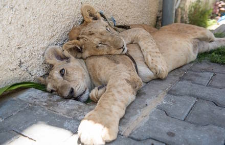 Two Inseparable Lion Cubs