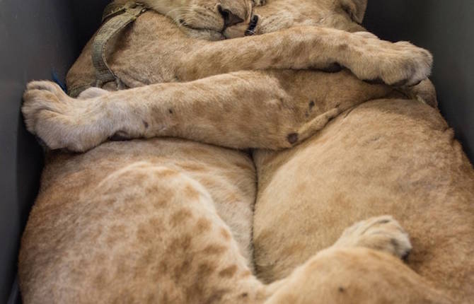 Two Inseparable Lion Cubs