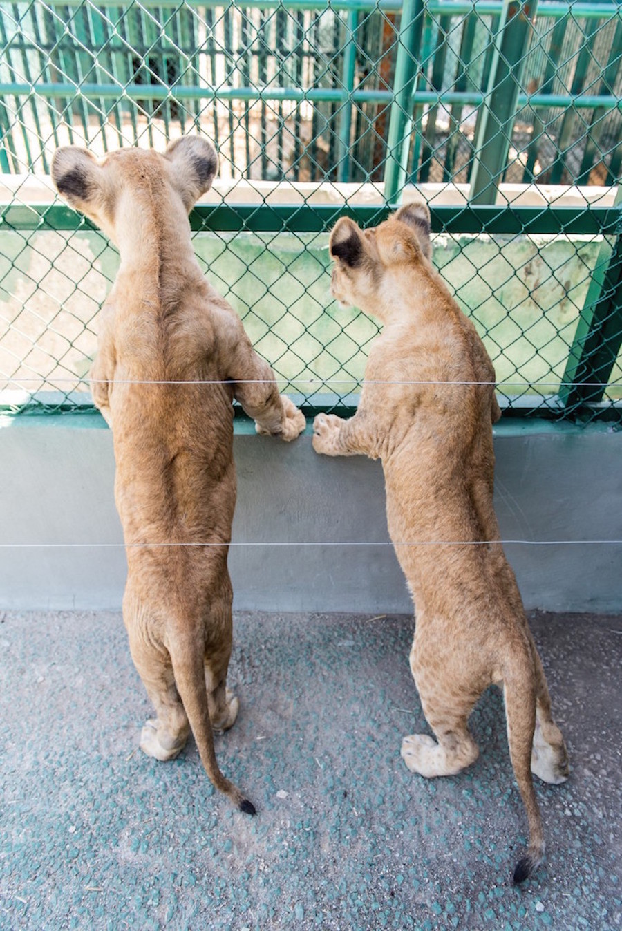 inseparablelions5