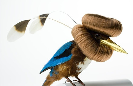 Eccentric Fashion Birds