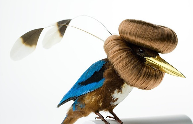 Eccentric Fashion Birds