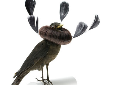 Eccentric Fashion Birds