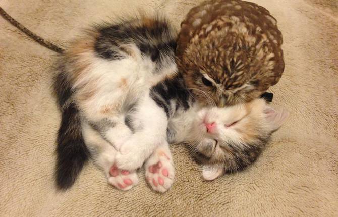 Friendship Between Owlet and Kitten