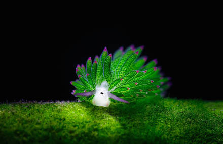 The Adorable Sea Sheep