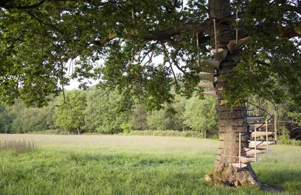 Stairs to Climb on Trees