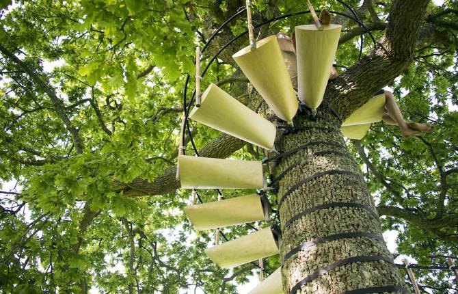 Stairs to Climb on Trees