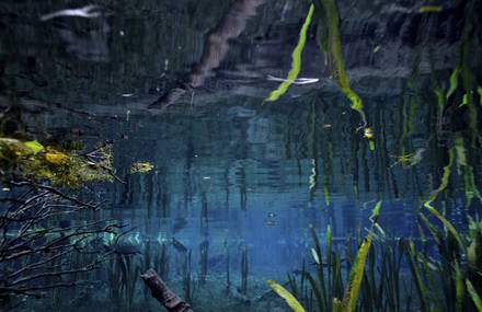 Symmetrical Underwater Photography