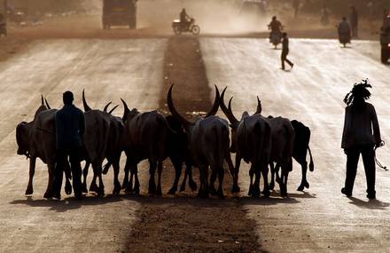 Animals Crossing Roads