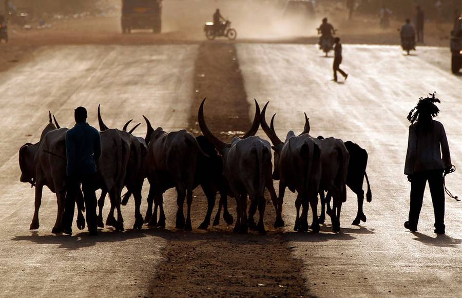 Animals Crossing Roads