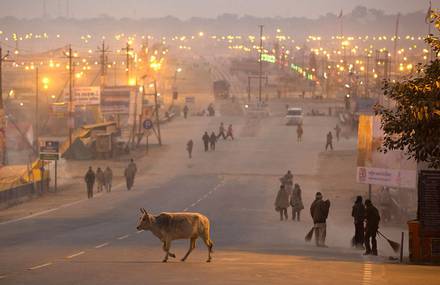 Animals Crossing Roads