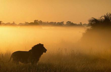 Capture Chases And Fights In The Animal Kingdom