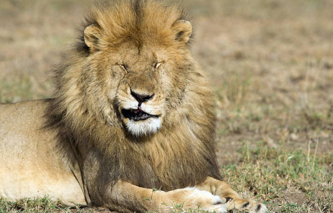 The Comedy Wildlife Photography Awards 2015