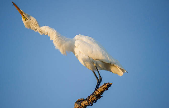 The Comedy Wildlife Photography Awards 2015