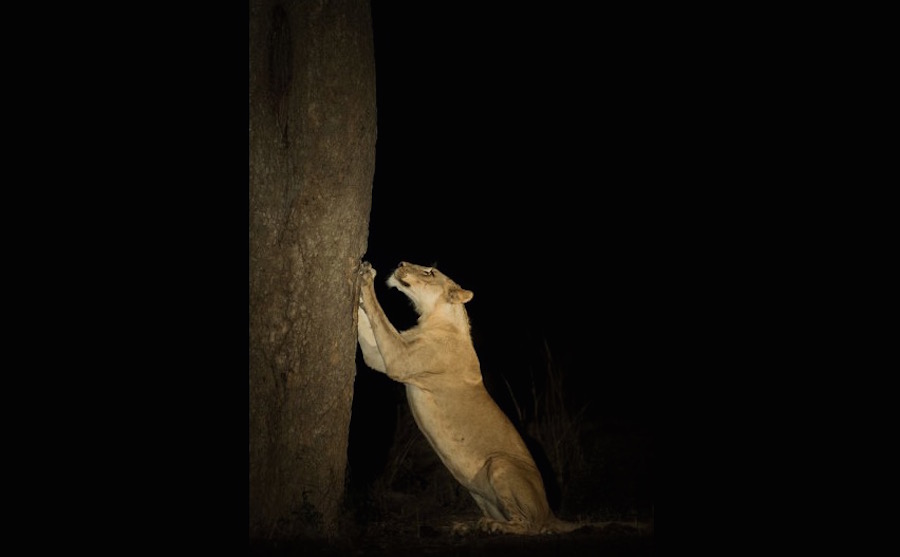 ComedyWildlifePhotographyAward20154-1