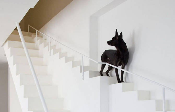 Staircase Designed for Small Pets