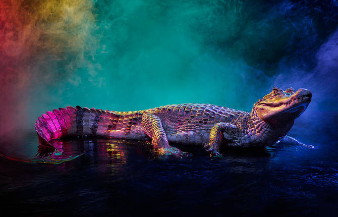 Rainbow-Colored Caiman Photography