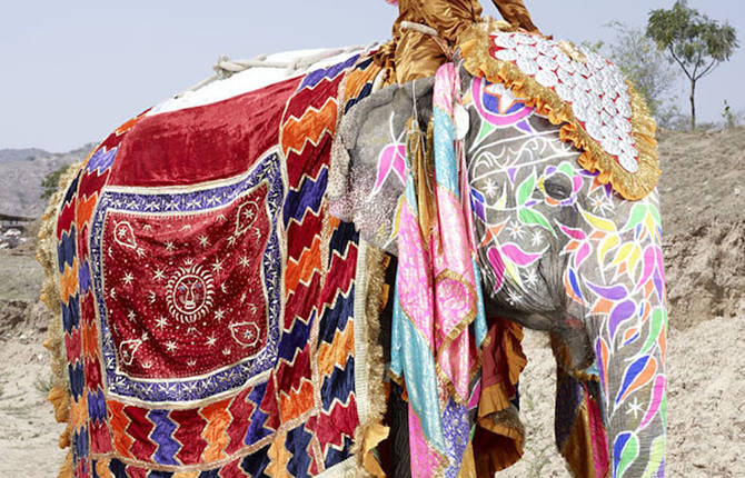 The Painted Elephants of Rajasthan