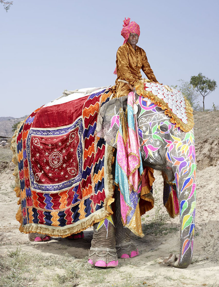 The Painted Elephants of Rajasthan – Fubiz Media