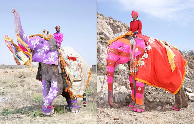 The Painted Elephants of Rajasthan