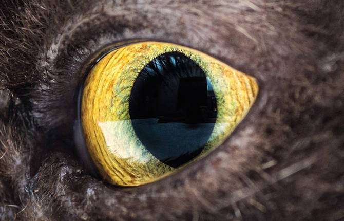 Cats Eyes Macro Photography