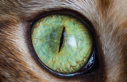 Cats Eyes Macro Photography