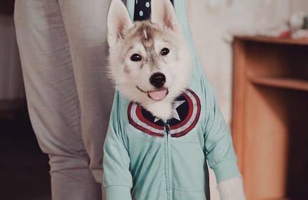 Huskies Dressed with Human Clothes