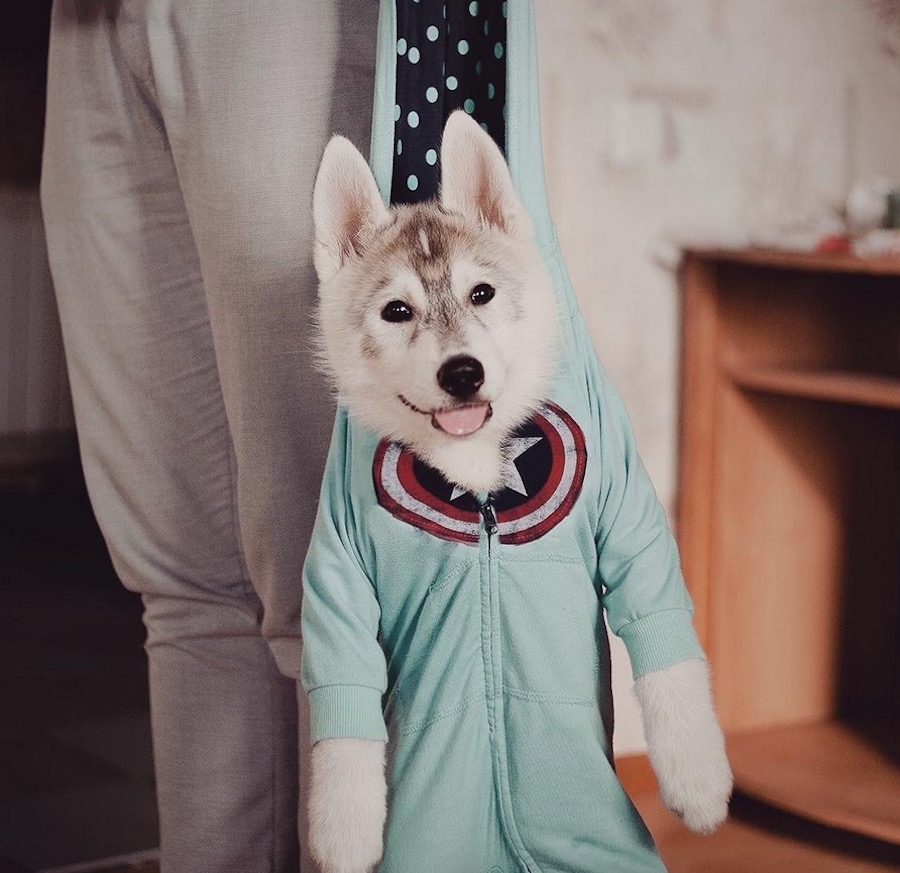 huskiesdressed2