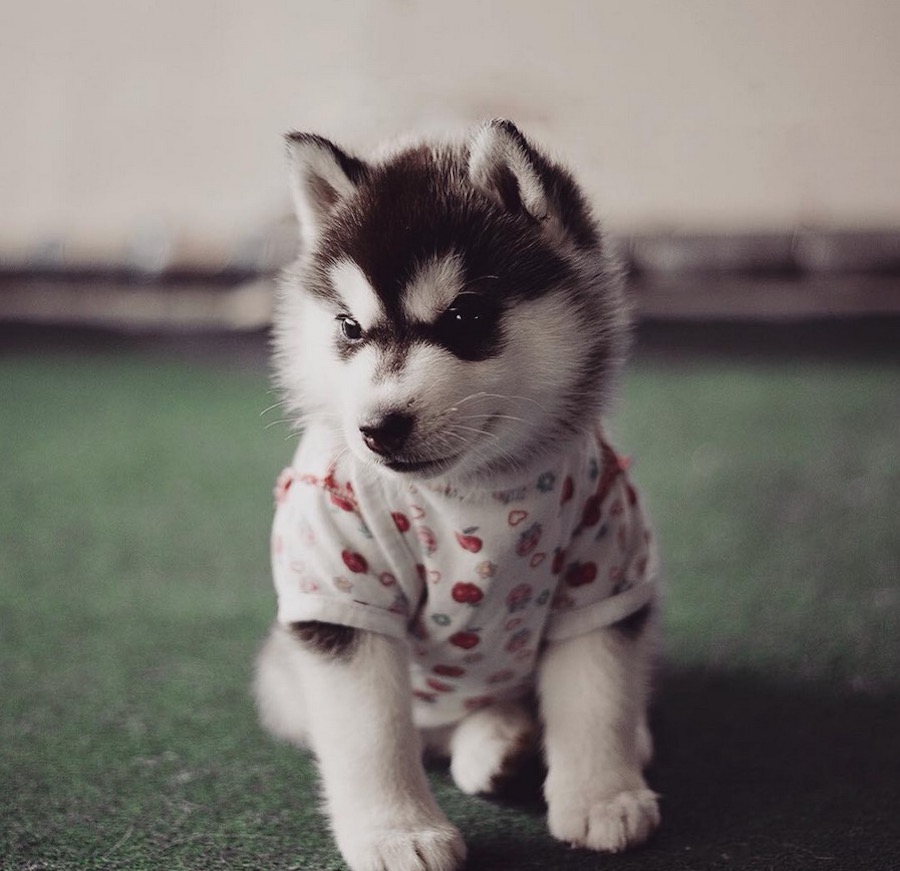 huskiesdressed5