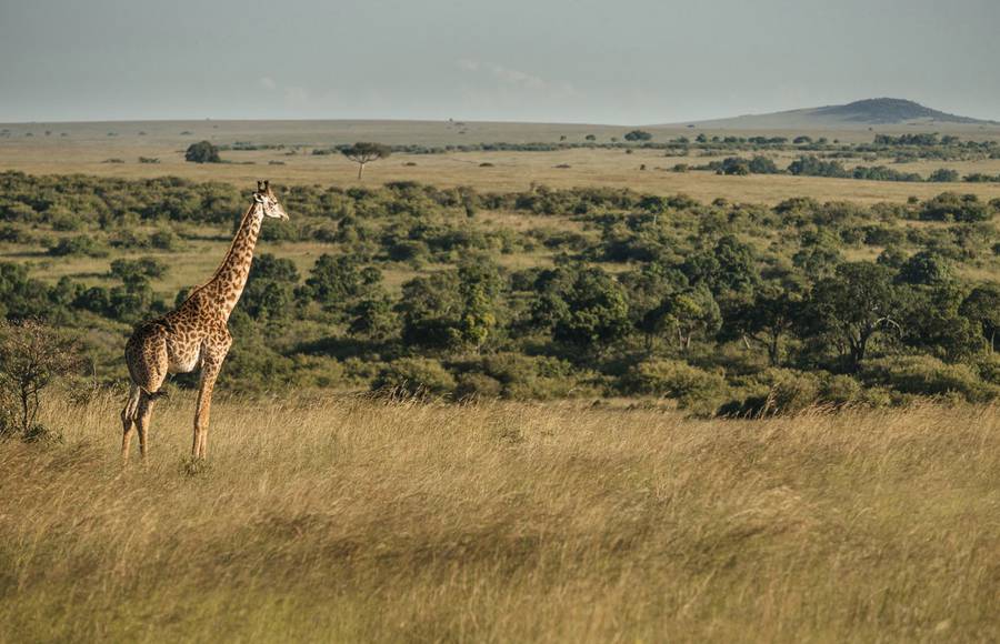 Kenyan Nature Reserve Photography