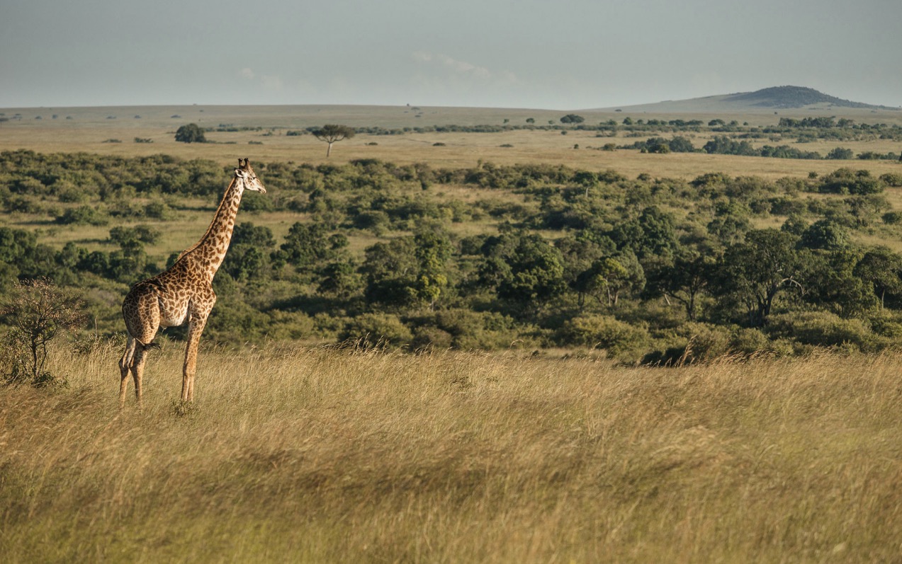 kenyannaturereserve1