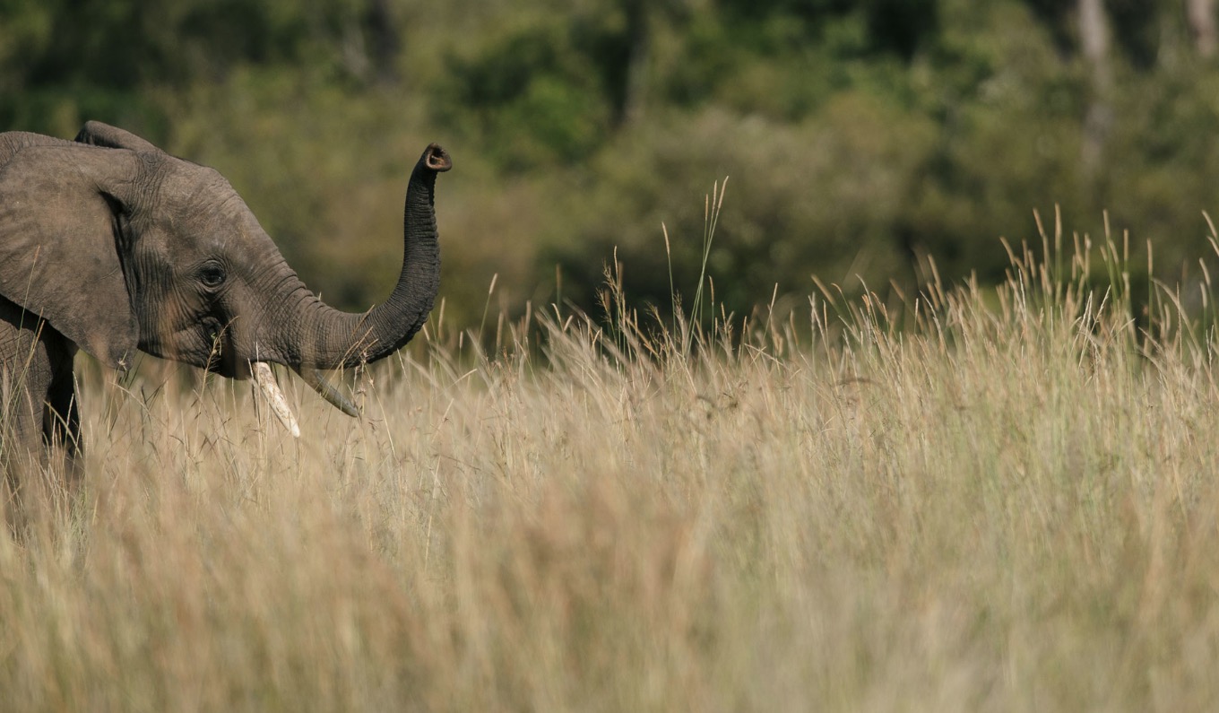 kenyannaturereserve19