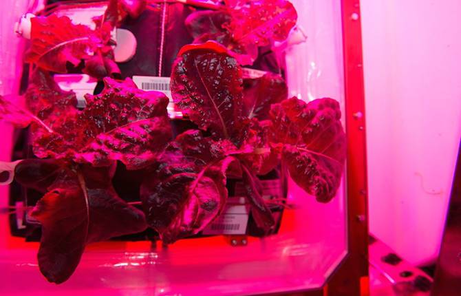 NASA Grows Edible Vegetables in Space