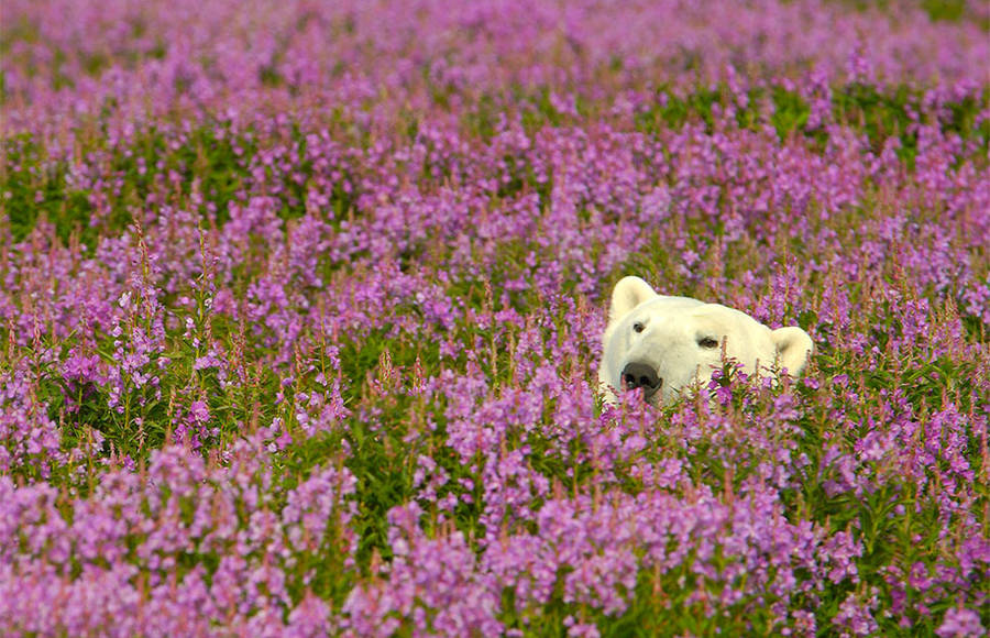 Polar Bear Playing in Summer Flowery Fields