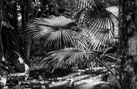 Black and White Safari Photography