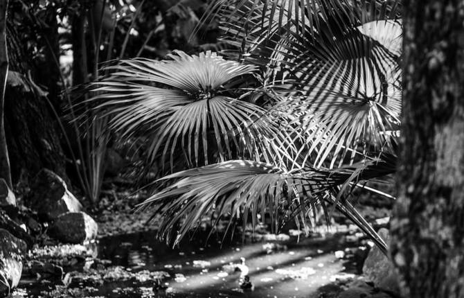 Black and White Safari Photography