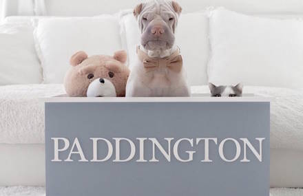 The Funny Life of a Shar Pei