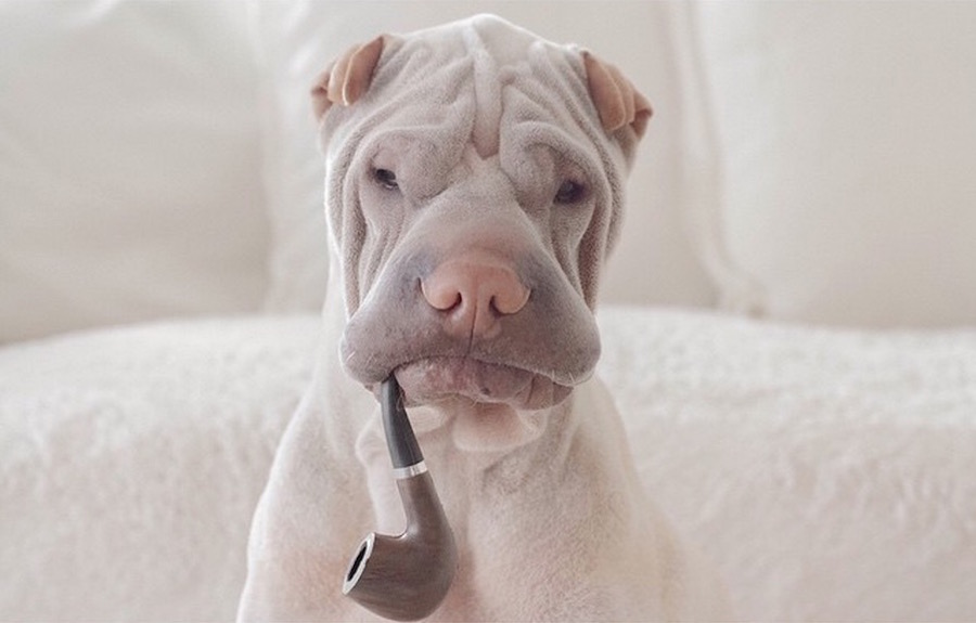 sharpei7