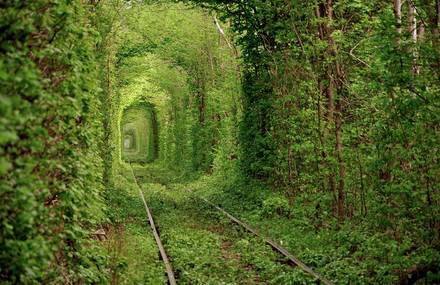 Green Foliage Covered Tunnel