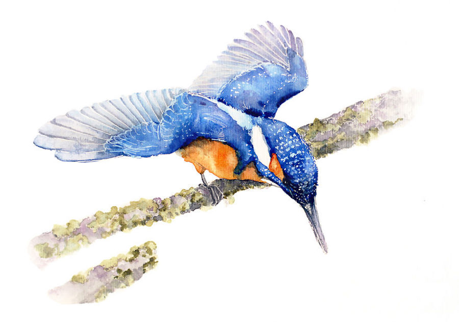 watercolorbirds-17