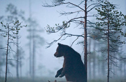 Friendship Between Wolf and Bear in Finland