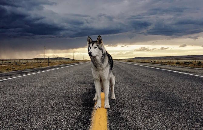Epic Adventures of a Wolfdog
