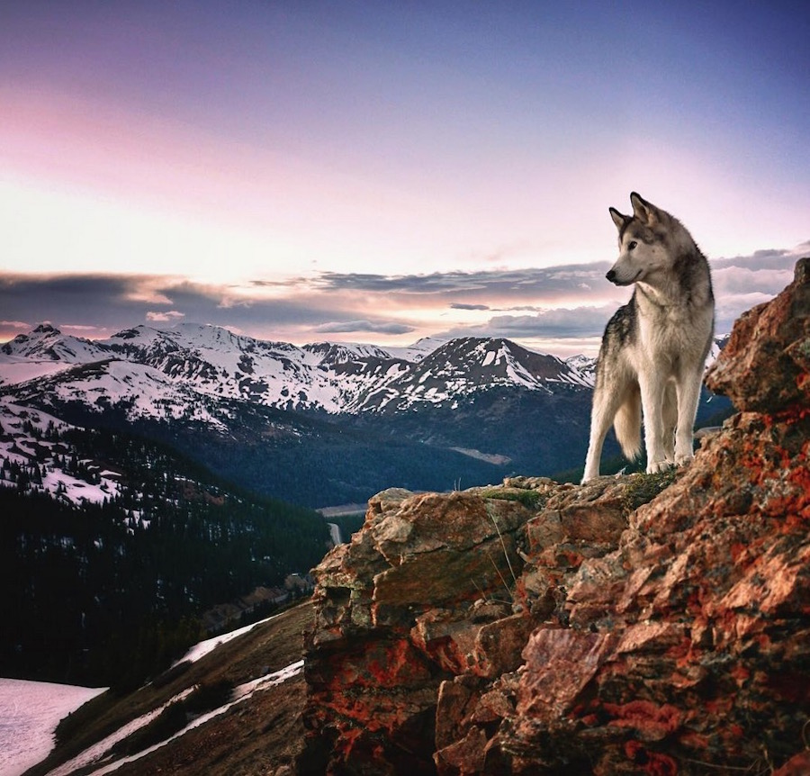 adventureswolfdog10