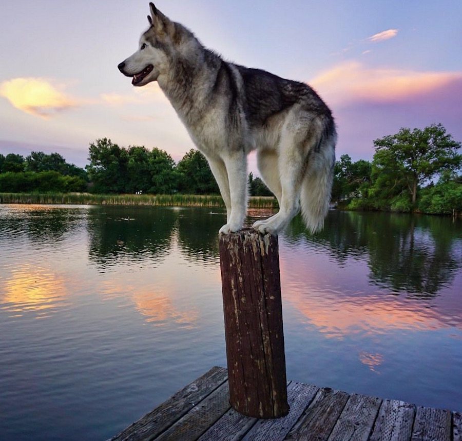 adventureswolfdog8