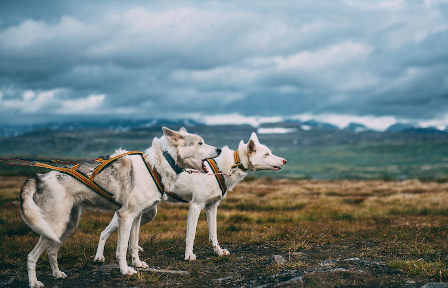 Akiak The Adventure Dog