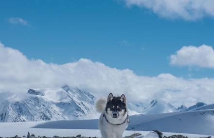 Akiak The Adventure Dog