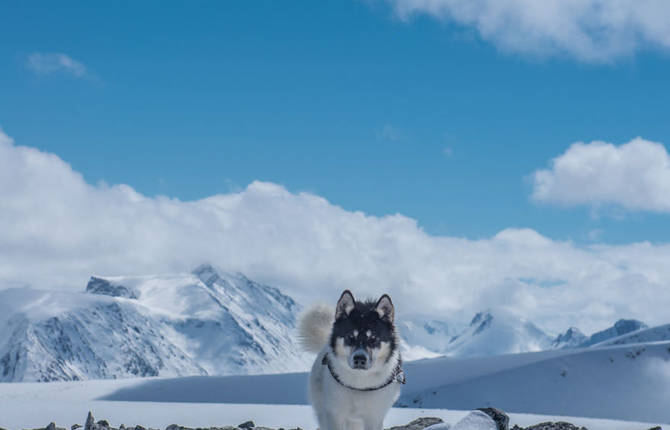 Akiak The Adventure Dog